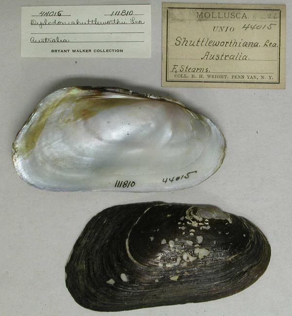 specimen