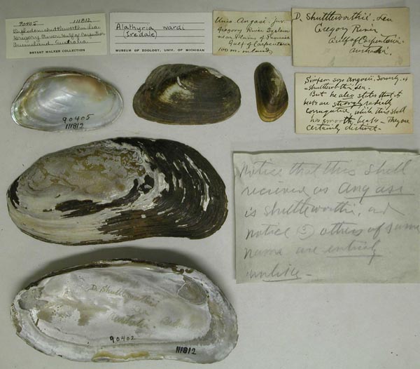 specimen