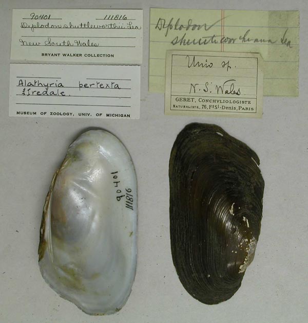 specimen
