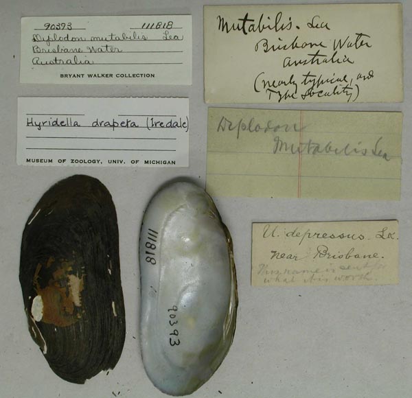specimen