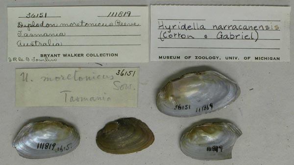 specimen