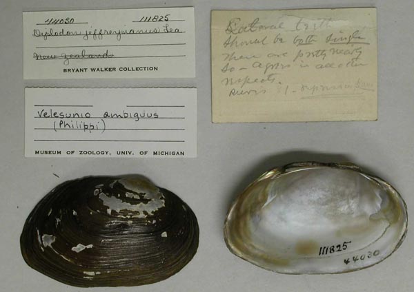 specimen