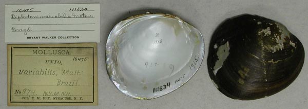 specimen