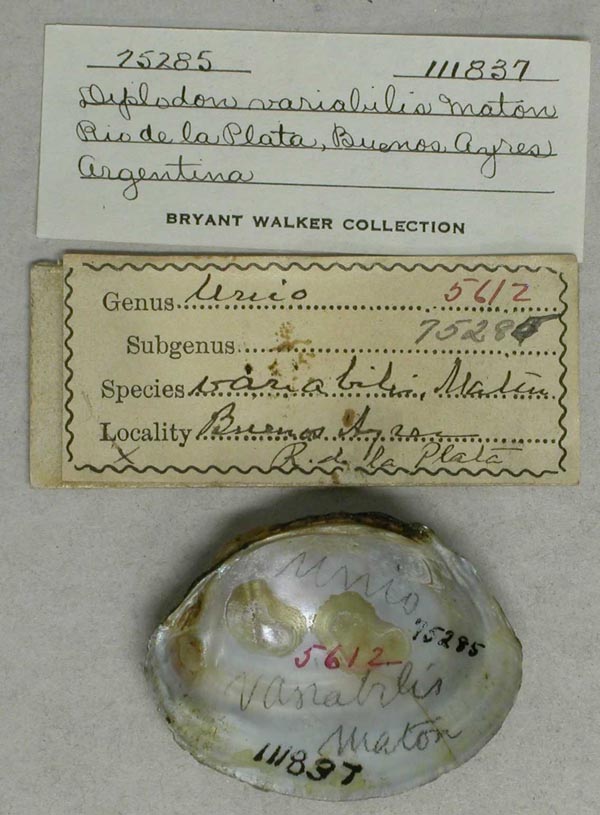 specimen