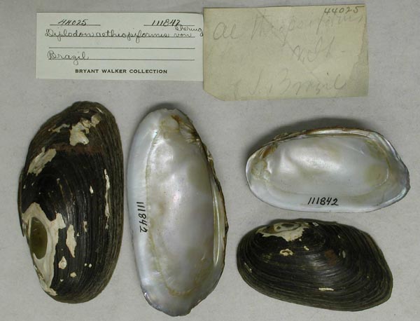specimen
