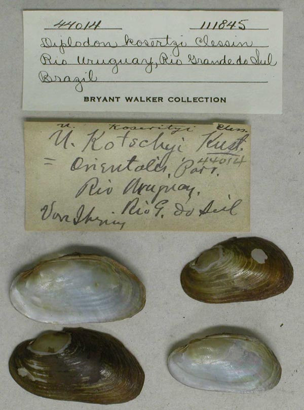 specimen