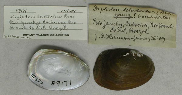 specimen