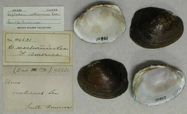 image of lot UMMZ_111853