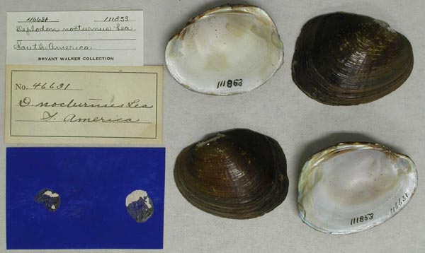 image of lot UMMZ_111853