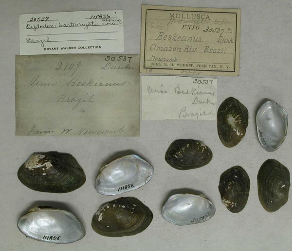 specimen