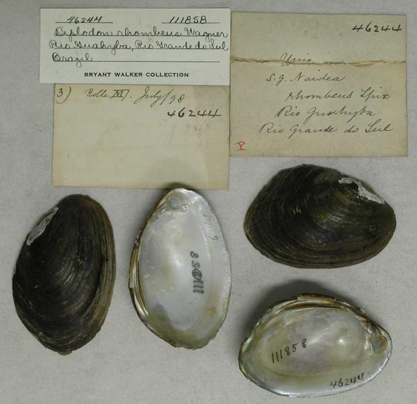specimen