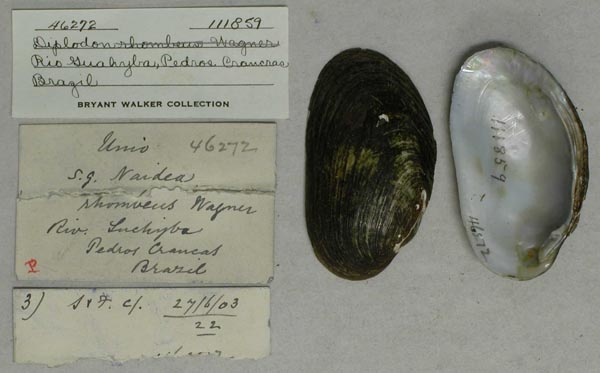 specimen