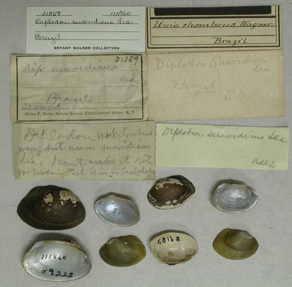 specimen