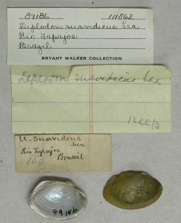 specimen