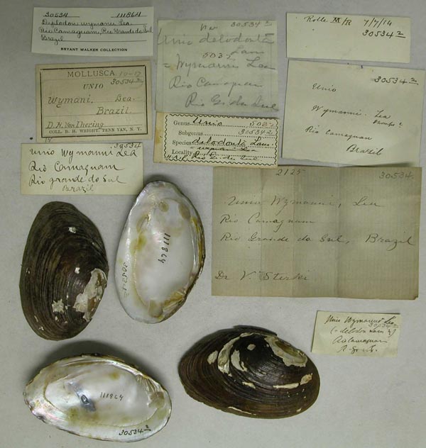 specimen