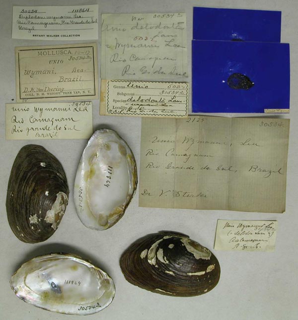 specimen