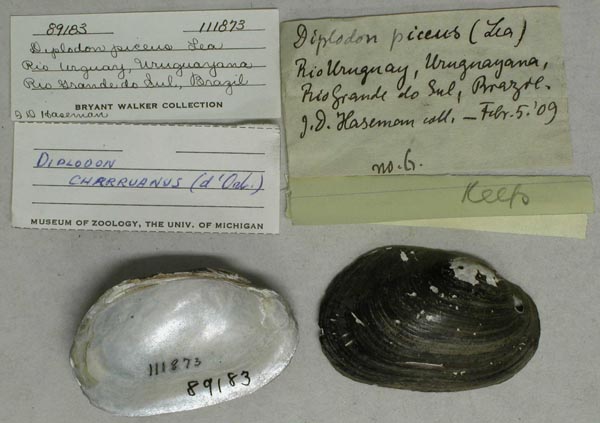 image of lot UMMZ_111873 image of lot UMMZ_111873