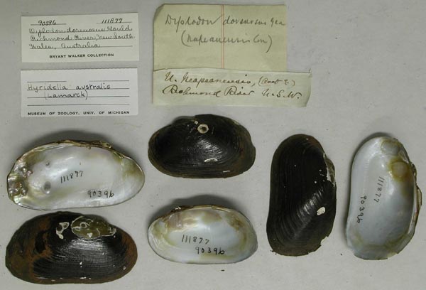 specimen