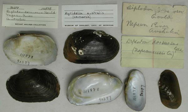 specimen