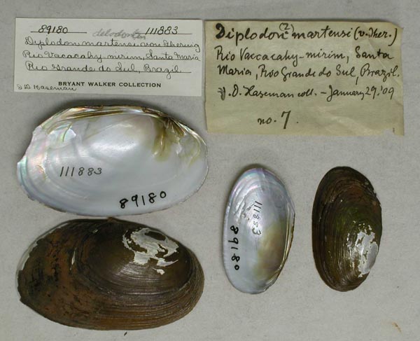 specimen