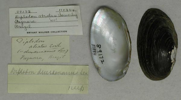 specimen