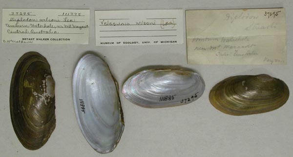 specimen