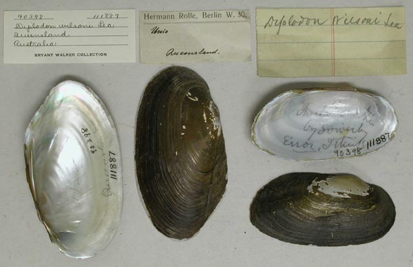 specimen