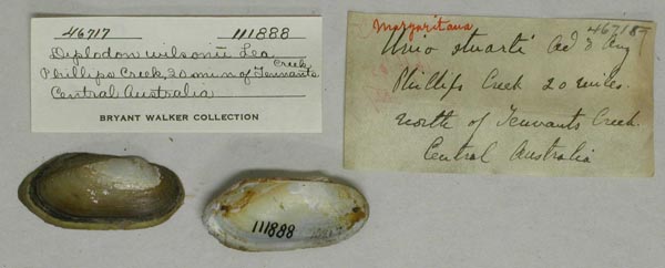 specimen