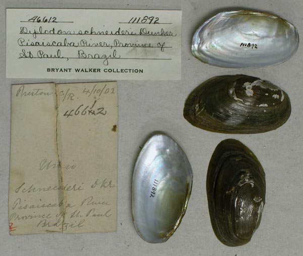 specimen