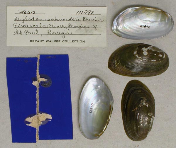 specimen