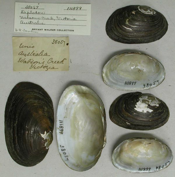 specimen