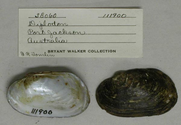 specimen