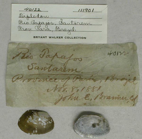 specimen