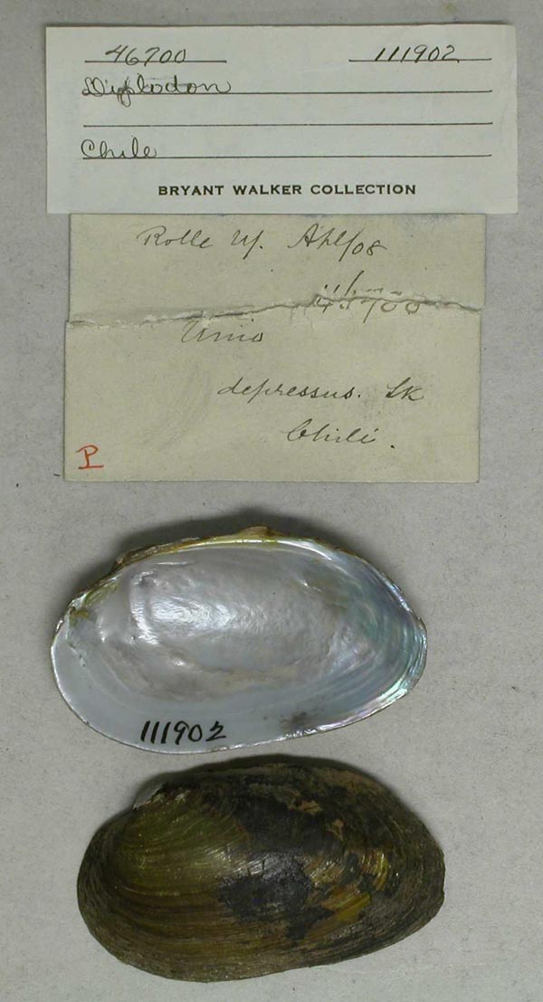 specimen