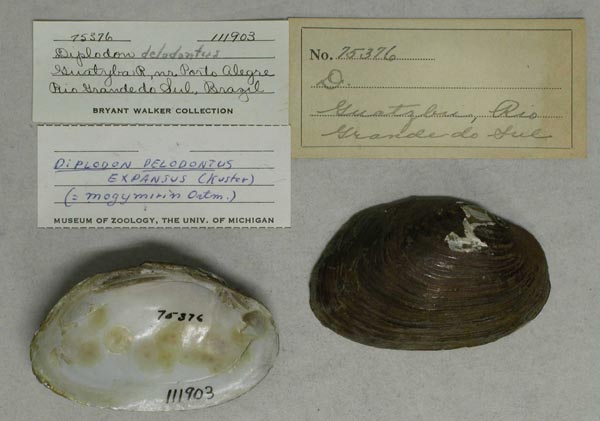 specimen
