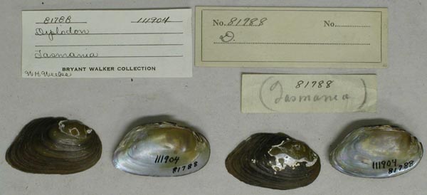 specimen
