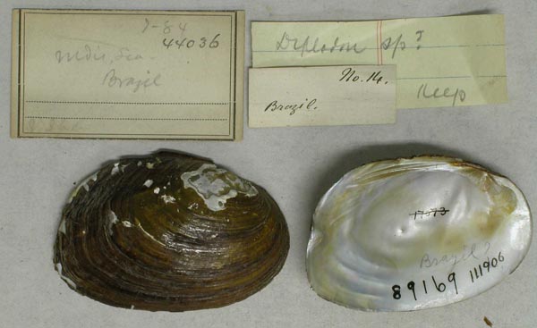specimen
