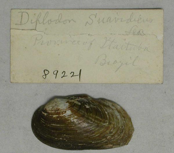 specimen