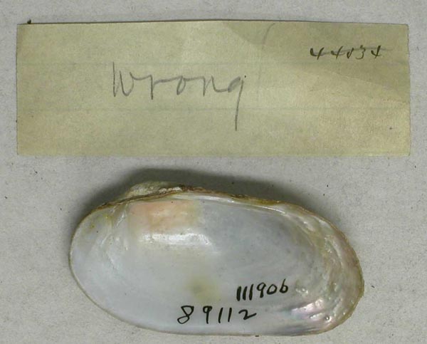 specimen