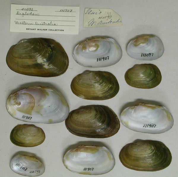 specimen