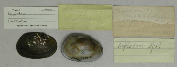 specimen