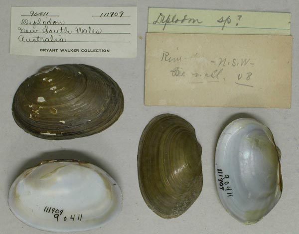specimen