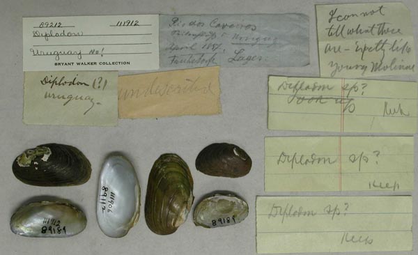 specimen
