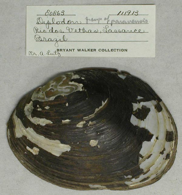 specimen