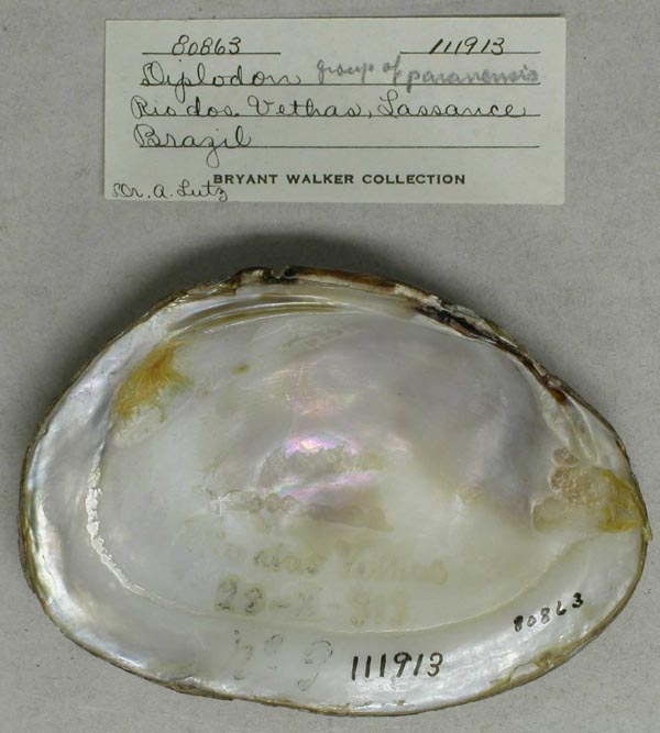 specimen