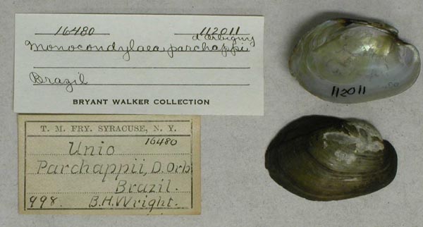 specimen