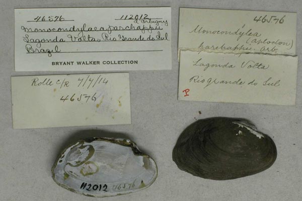 specimen