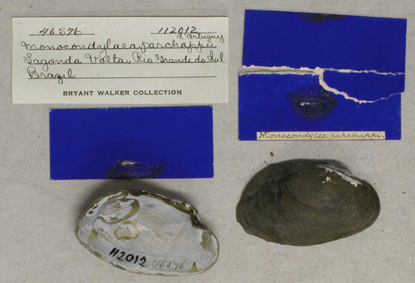 specimen