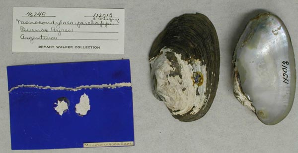 specimen