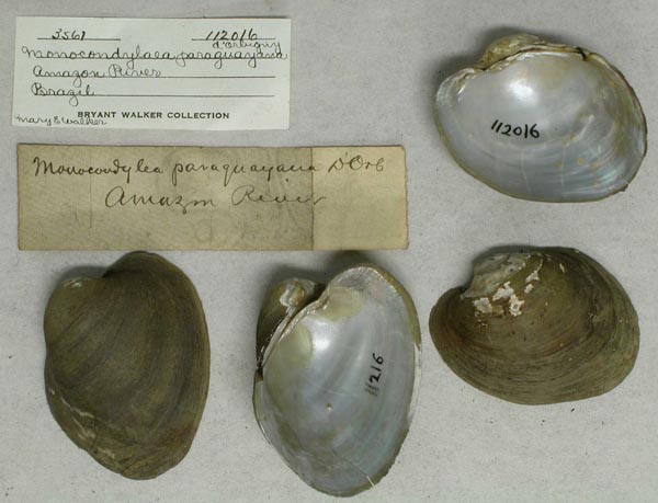 specimen